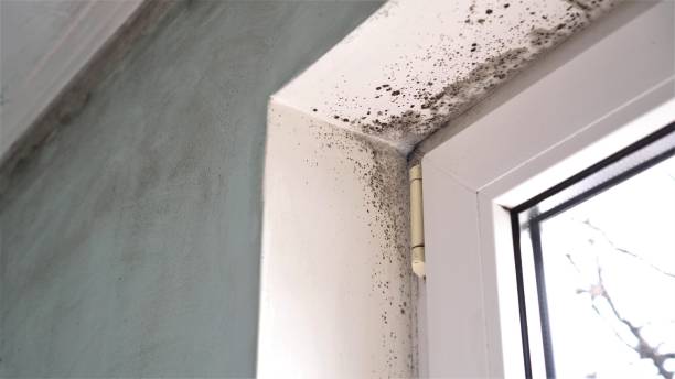 Best Crawl Space Mold Remediation in Branson, MO