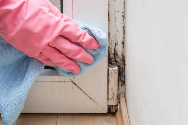 Best Basement Mold Remediation in Branson, MO
